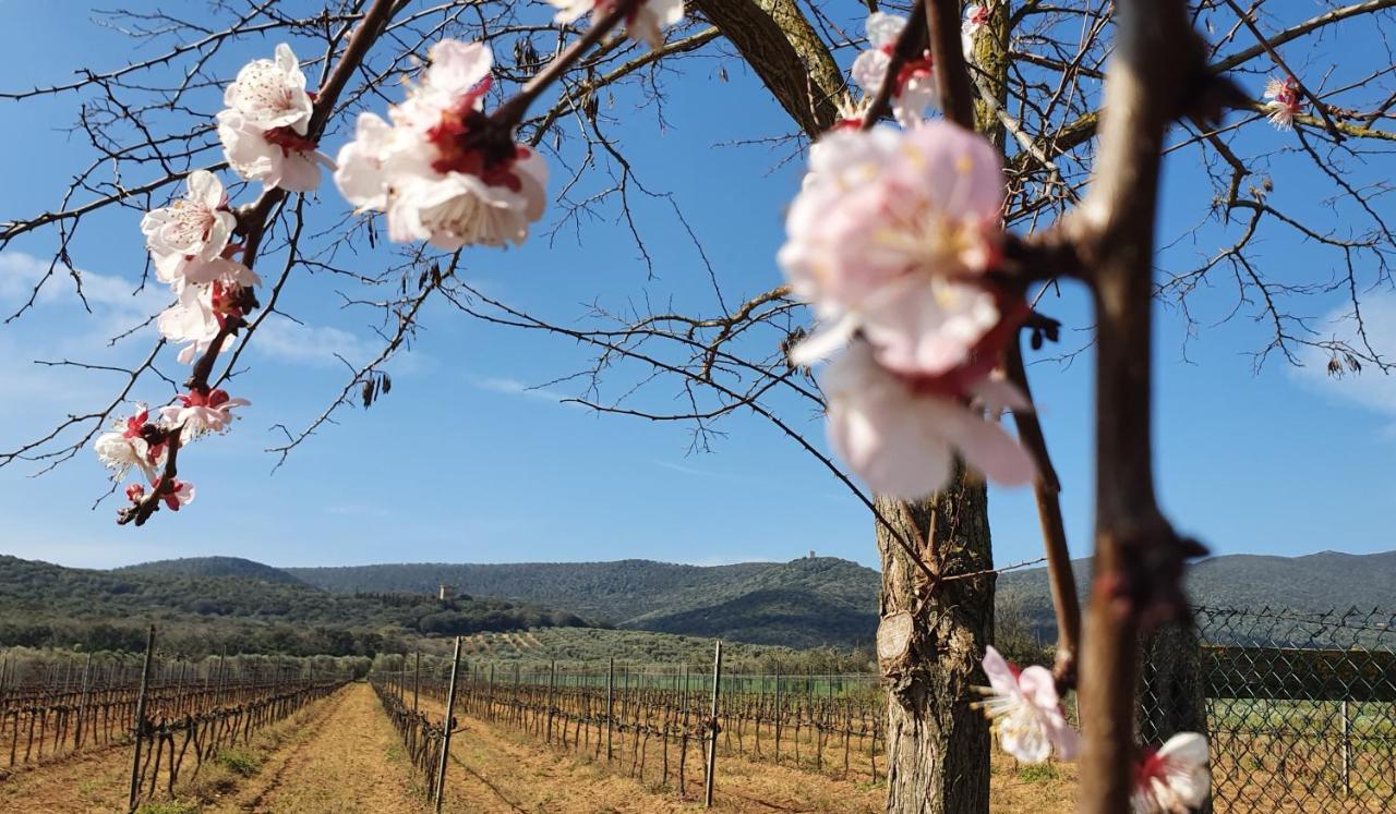Agriturismo Fusini Magliano in Toscana Buitenkant foto
